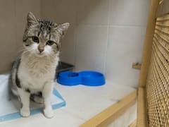 Alerta mundial por un nuevo virus letal que ataca y mata a los gatos: requiere protocolos de desinfección como en el Covid