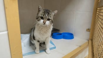 Alerta mundial por un nuevo virus letal que ataca y mata a los gatos: requiere protocolos de desinfección como en el Covid