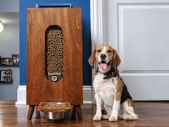 A TikTok video changed everything: Two Chicago co-workers turned a dog feeder side hustle into a business that has made $15 million