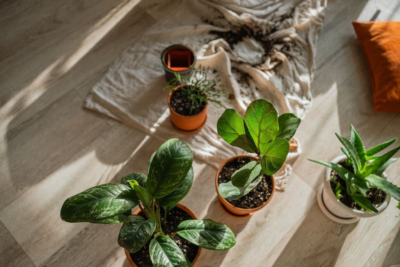 El truco casero poco conocido para regar tus plantas cuando te vas de casa sin depender de terceros, según un experto