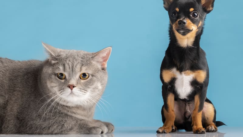 How to tell if your dog or cat really loves you: the signs of affection many owners miss.