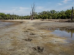 En 1988 un científico halló huellas de dinosaurio en un delta aislado del mundo, volvió 34 años más tarde y descubrió de qué se trataba realmente