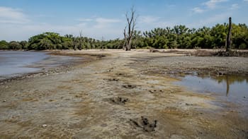 En 1988 un científico halló huellas de dinosaurio en un delta aislado del mundo, volvió 34 años más tarde y descubrió de qué se trataba realmente