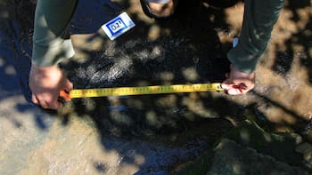 Descubren huellas de dinosaurios de hace 65 millones de años: algunas pertenecen a grandes carnívoros y miden hasta 48 centímetros