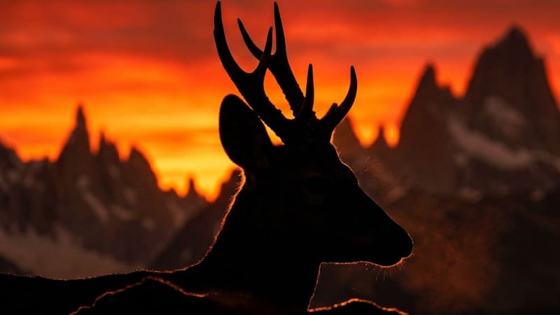 Buscan al animal “fantasma” de la Patagonia: está en peligro de extinción y ahora lo rastrean con drones y sensores. (Imagen ilustrativa generada con IA).