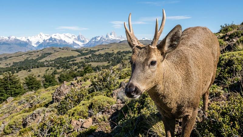 Buscan al animal “fantasma” de la Patagonia: está en peligro de extinción y ahora lo rastrean con drones y sensores. (Imagen ilustrativa)
