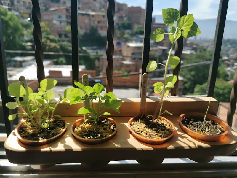 Las 3 verduras que conviene sembrar en octubre para tener cosecha en primavera y verano: cuánto tardan en crecer.