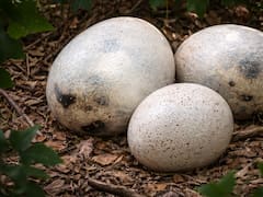 El hallazgo del siglo | Encuentran huevos de dinosaurios de hace 72 millones de años y todos le pertenecen a este país