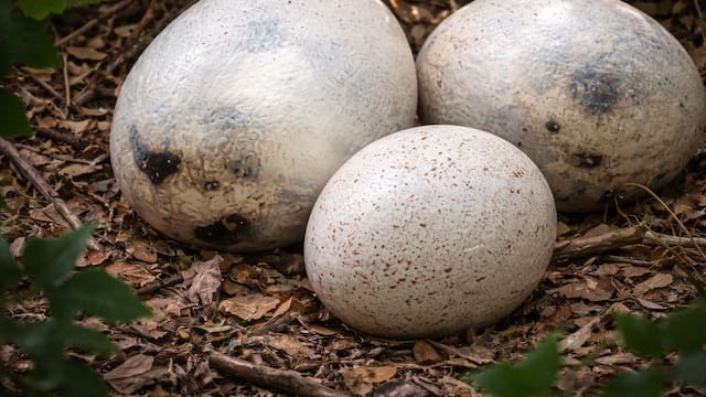 El hallazgo del siglo | Encuentran huevos de dinosaurios de hace 72 millones de años y todos le pertenecen a este país