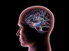 Científicos descubren el “séptimo sentido” del hombre: cómo usar la megacapacidad del cerebro que todos tienen pero pocos conocen