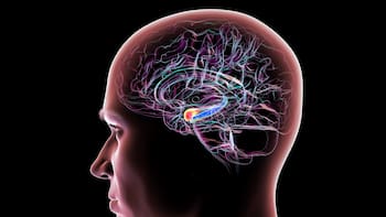 Científicos descubren el “séptimo sentido” del hombre: cómo usar la megacapacidad del cerebro que todos tienen pero pocos conocen