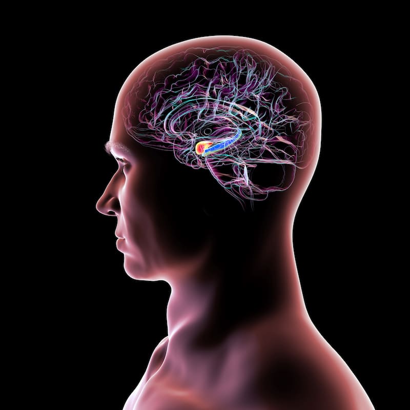 El hipocampo permite integrar experiencias pasadas con el entorno actual.