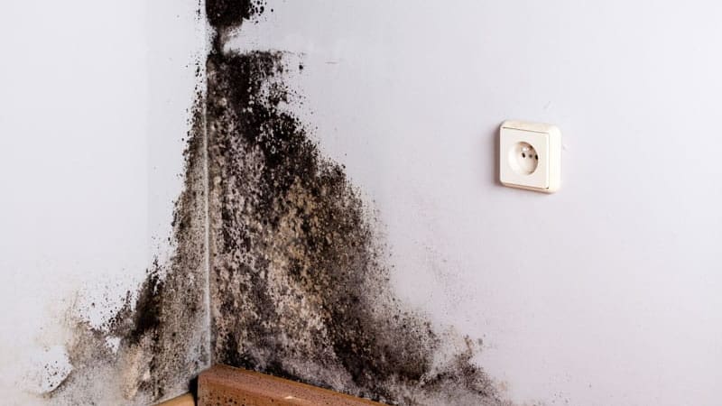 El moho no es solo un problema estético o un dolor de cabeza para la decoración de la casa; representa un riesgo directo para el organismo.