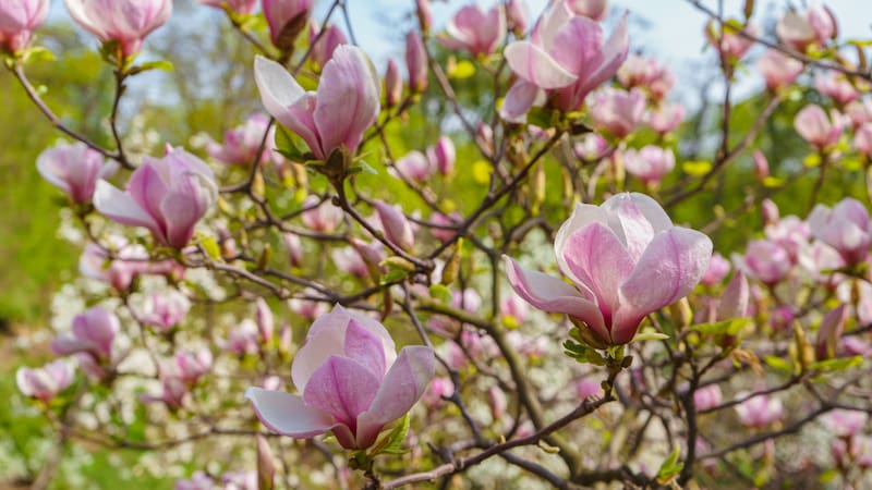 Ideal para casas chicas: el árbol que da frutas en verano, no levanta raíces y necesita poco cuidado