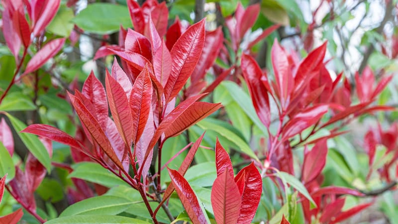 Ideal para jardines chicos: la planta de verano que florece en pocos días, es súper colorida y llena de vida el patio
Fuente: Shutterstock