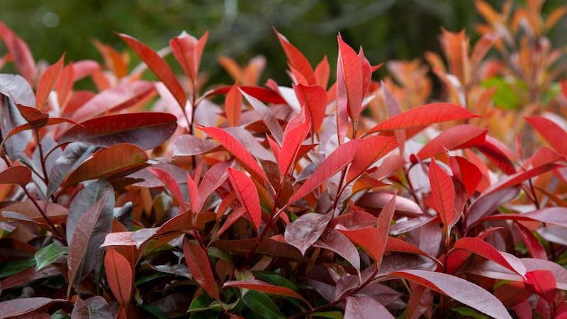 Ideal para jardines chicos: la planta de verano que florece en pocos días, es súper colorida y llena de vida el patio
Fuente: Shutterstock