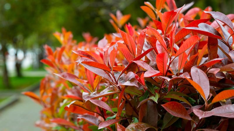 Ideal para jardines chicos: la planta de verano que florece en pocos días, es súper colorida y llena de vida el patio
Fuente: Shutterstock