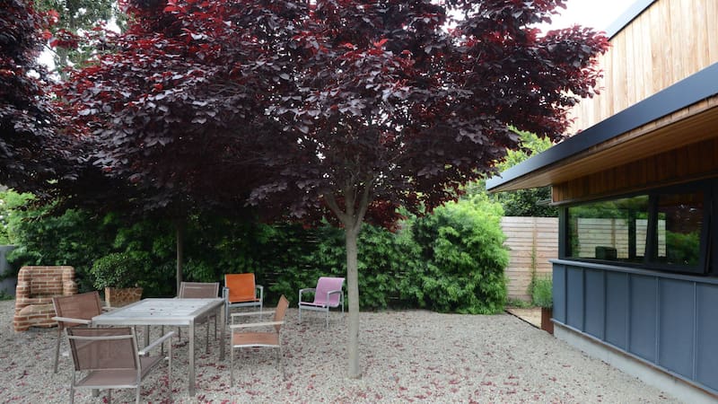 Ideal para las casas chicas: el árbol que no levanta el suelo con sus raíces, da frutas en verano y soporta sequías. Foto: Houzz