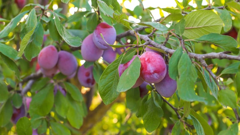 Ideal para las casas chicas: el árbol que no levanta el suelo con sus raíces, da frutas en verano y soporta sequías. Foto: Freepik