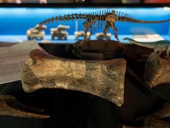 España hace historia con el hallazgo de una especie de dinosaurio nunca antes vista en la región: los fósiles revelan un intercambio de fauna hace 150 millones de años