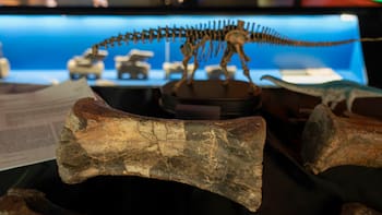 España hace historia con el hallazgo de una especie de dinosaurio nunca antes vista en la región: los fósiles revelan un intercambio de fauna hace 150 millones de años