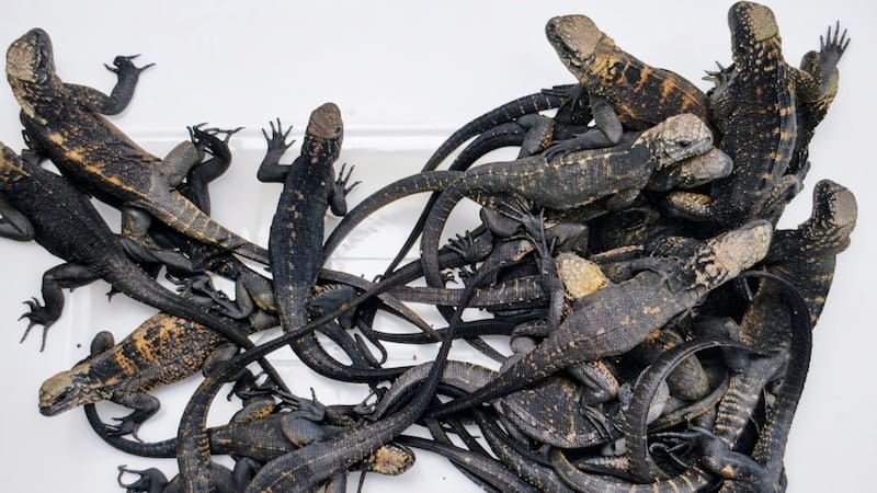 Rescatan a 32 iguanas marinas. Foto: Fiscalía de Ecuador.