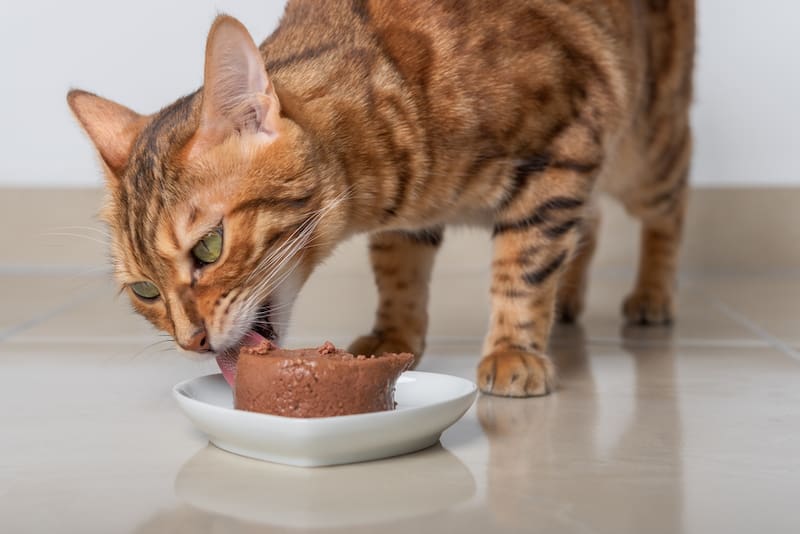 La Profeco evaluó 54 alimentos húmedos para gatos y encontró productos con publicidad no comprobable, imágenes que pueden confundir y declaraciones nutrimentales incorrectas.