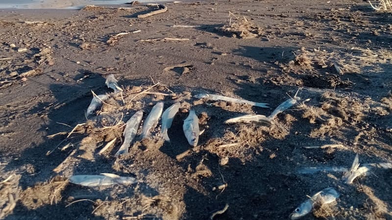 Ríos contaminados y el daño ambienta.