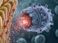 Celíacos ganan la batalla | La ciencia encontró el talón de Aquiles del gluten y así funciona la “trituradora” microscópica