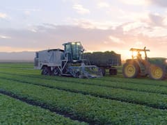 México ‘se cura en salud’ y enfatiza que lechuga exportada a EEUU no está contaminada por ‘Cyclospora’