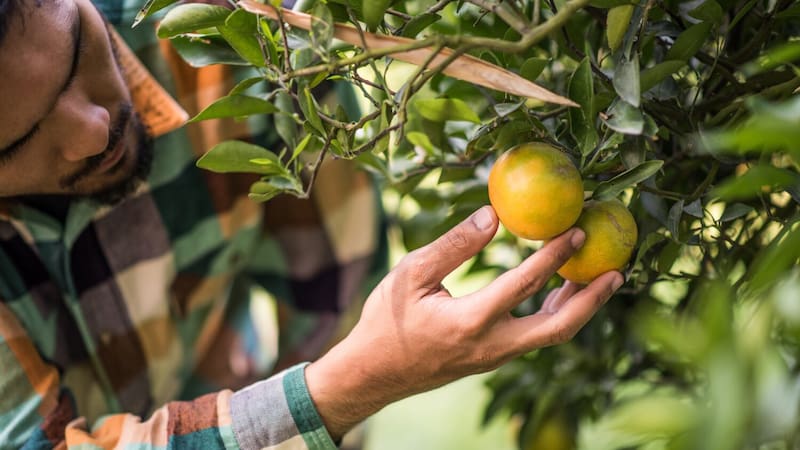 Cómo hacer florecer un limonero en casa: el truco que muy pocos conocen y es usado por jardineros expertos.