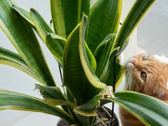 La planta que reemplaza a la lengua de suegra y cada vez más personas cultivan: crece más rápido y se ve mejor