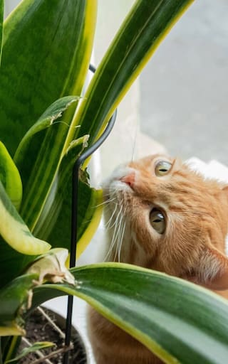 La planta que reemplaza a la lengua de suegra y cada vez más personas cultivan: crece más rápido y se ve mejor