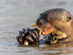 Argentina hace historia con el retorno de este mamífero en riesgo de extinción | Llevan años luchando por su reintroducción en la región