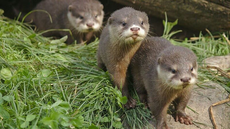 Después de 40 años de ausencia, Argentina crea historia con el retorno de un mamífero en peligro de extinción a los Esteros del Iberá