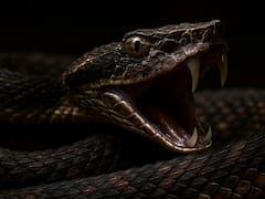 Terror en el reino animal: volvió a aparecer la serpiente más fuerte de Asia tras largas décadas desaparecida
