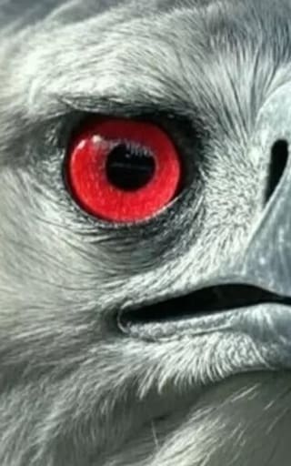 Milagro en el mundo animal | Vuelve un pájaro desaparecido en Sudamérica que acecha mamíferos sin piedad