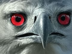 Milagro en el mundo animal | Vuelve el ave desaparecida en Sudamérica que atrapa mamíferos sin piedad