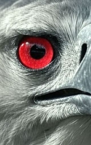 Milagro en el mundo animal | Vuelve el ave desaparecida en Sudamérica que atrapa mamíferos sin piedad