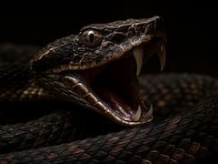Horror en el reino animal: reapareció la serpiente más poderosa de Asia tras largas décadas extinta