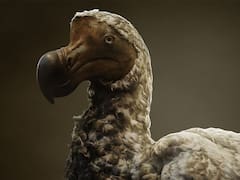 Milagro en el mundo zoológico | Esta ave extinta 300 años atrás regresará gracias a la manipulación genética