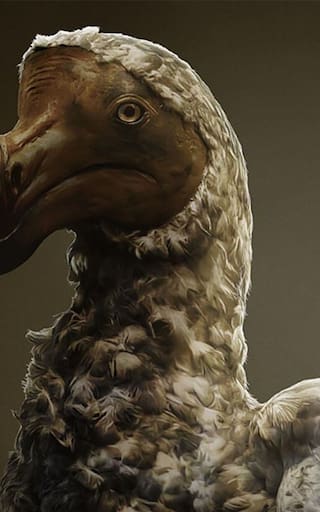 Milagro en el mundo zoológico | Esta ave extinta 300 años atrás regresará gracias a la manipulación genética