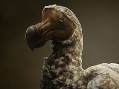 Adiós a la extinción: un ave histórica será la primera especie en volver a la vida después de más de 300 años