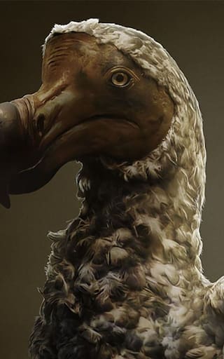 Adiós a la extinción: un ave histórica será la primera especie en volver a la vida después de más de 300 años