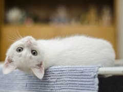 ¿Por qué a los gatos les gusta que los toquemos? Los expertos explican cuáles son las razones