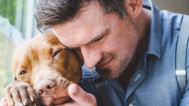 Cuidado veterinario sin costo: ¿quiénes pueden pedirla y cuáles son los requisitos?