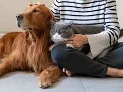 Ley de Bienestar Animal | Confirman cuántas mascotas se pueden tener en el hogar con la nueva regulación