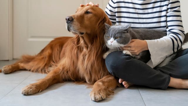 Ley de Bienestar Animal | El Gobierno confirma cuántas mascotas se pueden tener en el hogar con la nueva regulación