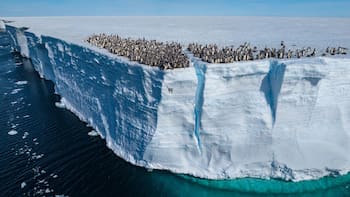 El descubrimiento del siglo: encontraron en la Antártida animales acuáticos nunca vistos