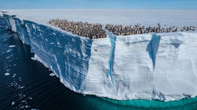 El descubrimiento del siglo: encontraron en la Antártida animales acuáticos nunca vistos